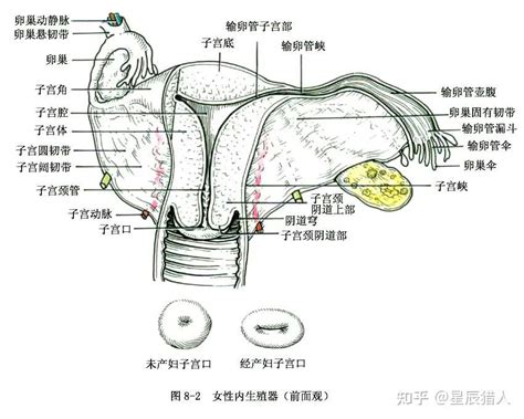 陰處|女性生殖系統